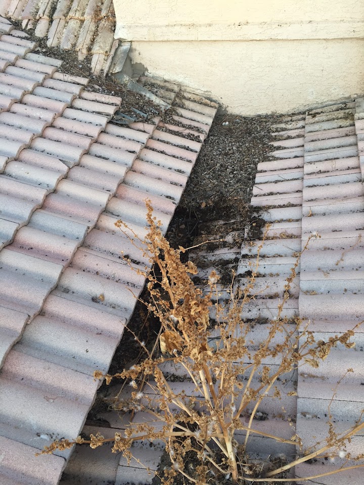Phoenix Pigeon Control Company project